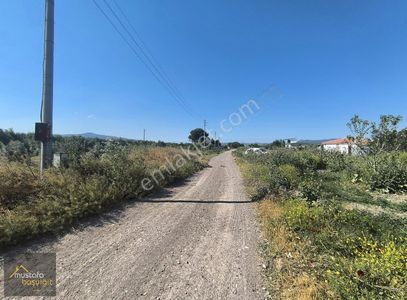 Arsa-Zeytinlik