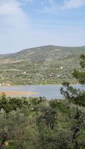 Arsa-Zeytinlik
