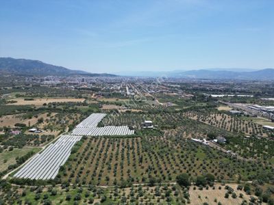 Arsa-Zeytinlik