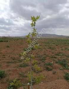 Arsa-Bağ & Bahçe