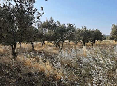 Arsa-Konut İmarlı
