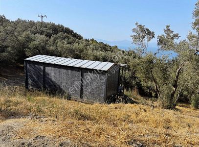 Arsa-Zeytinlik