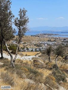 Arsa-Zeytinlik