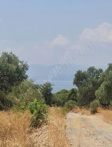Arsa-Zeytinlik