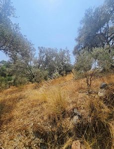 Arsa-Zeytinlik