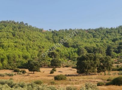 Arsa-Tarla