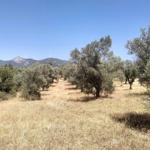 Arsa-Zeytinlik