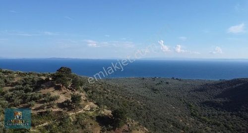 Arsa-Zeytinlik
