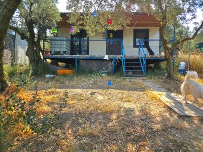 Arsa-Zeytinlik
