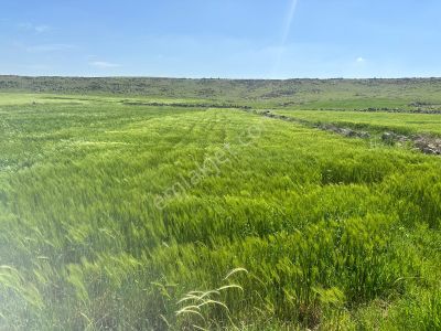 Arsa-Tarla