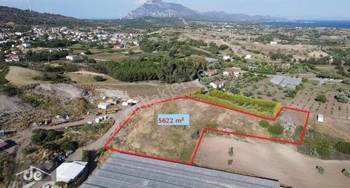 Arsa-Zeytinlik