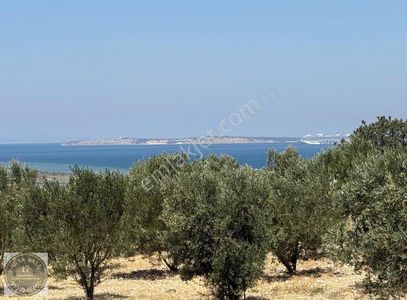 Arsa-Bağ & Bahçe