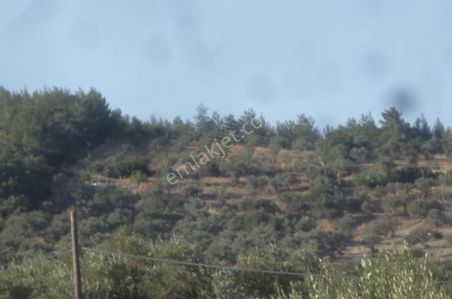 Arsa-Zeytinlik