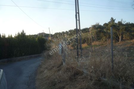 Arsa-Zeytinlik
