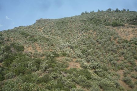Arsa-Zeytinlik
