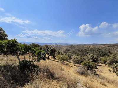 Arsa-Zeytinlik