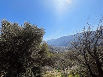 Arsa-Zeytinlik