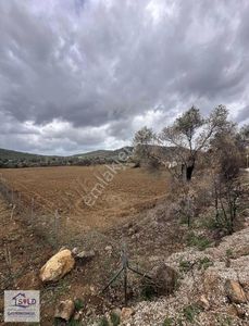 Arsa-Tarla