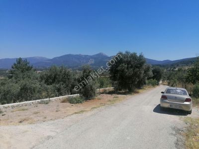 Arsa-Zeytinlik