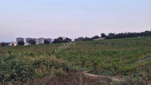 Arsa-Tarla