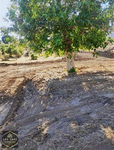 Arsa-Bağ & Bahçe