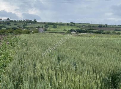 Arsa-Tarla