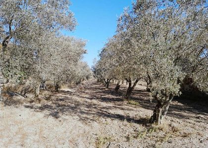 Arsa-Tarla