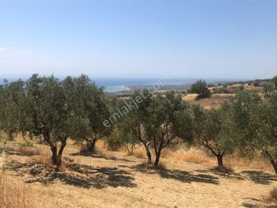 Arsa-Zeytinlik