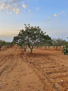 Arsa-Arazi