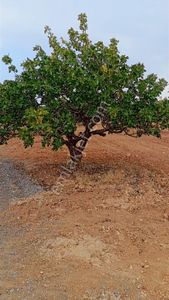 Arsa-Arazi