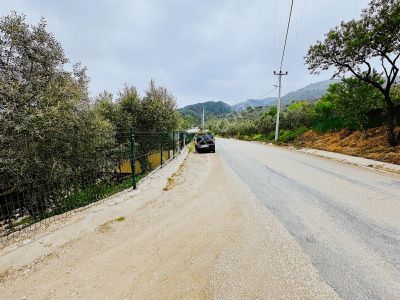 Arsa-Zeytinlik