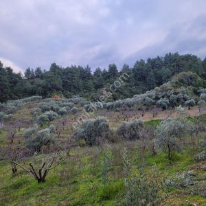 Arsa-Arazi