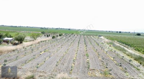 Arsa-Zeytinlik