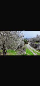 Arsa-Zeytinlik