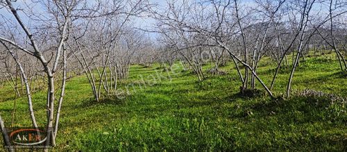 Arsa-Konut İmarlı