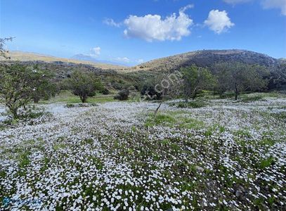 Arsa-Tarla