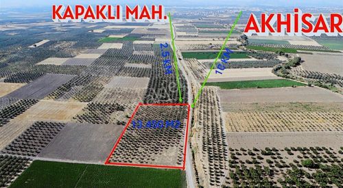 Arsa-Zeytinlik