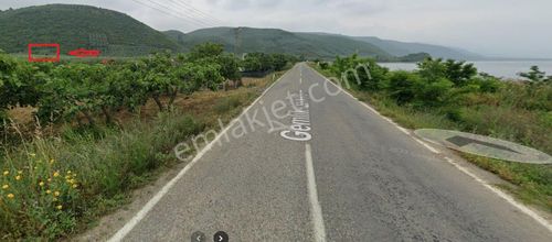 Arsa-Zeytinlik
