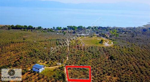 Arsa-Zeytinlik