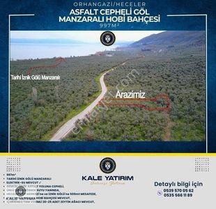 Arsa-Zeytinlik