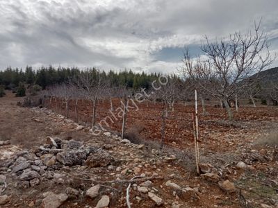 Arsa-Tarla