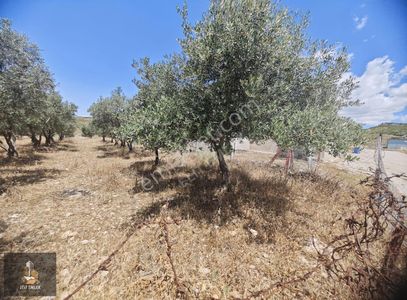 Arsa-Konut İmarlı