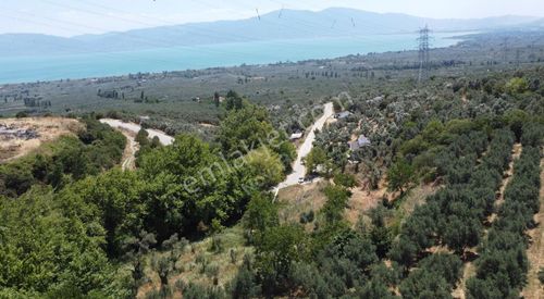 Arsa-Zeytinlik