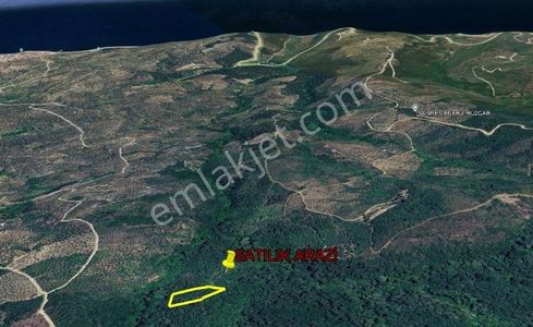 Arsa-Zeytinlik
