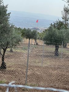 Arsa-Bağ & Bahçe