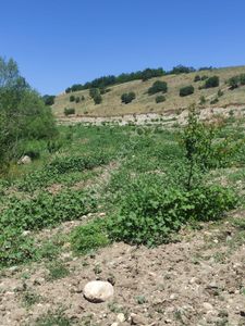 Arsa-Tarla