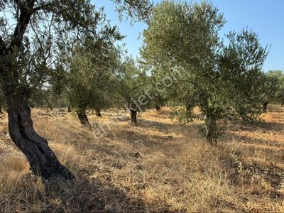 Arsa-Zeytinlik