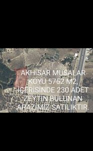 Arsa-Zeytinlik