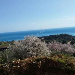 Arsa-Bağ & Bahçe