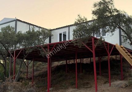 Arsa-Zeytinlik